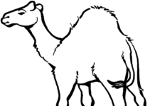 libro para colorear de camellos