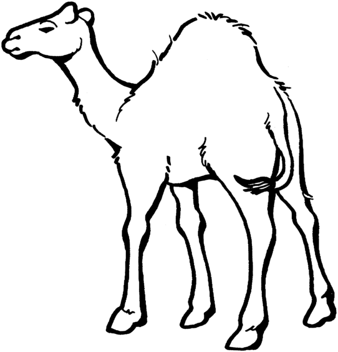 kameli värityskirja tulostettava