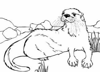 otter coloring book