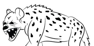 spotted hyena printable coloring book