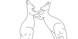 livre à colorier "bataille de kangourous" à imprimer