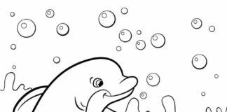 dolphins play underwater coloring book to print