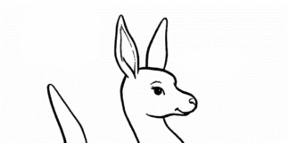 grand et petit kangourou à imprimer en ligne