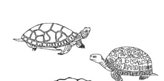 printable and online reptile coloring book