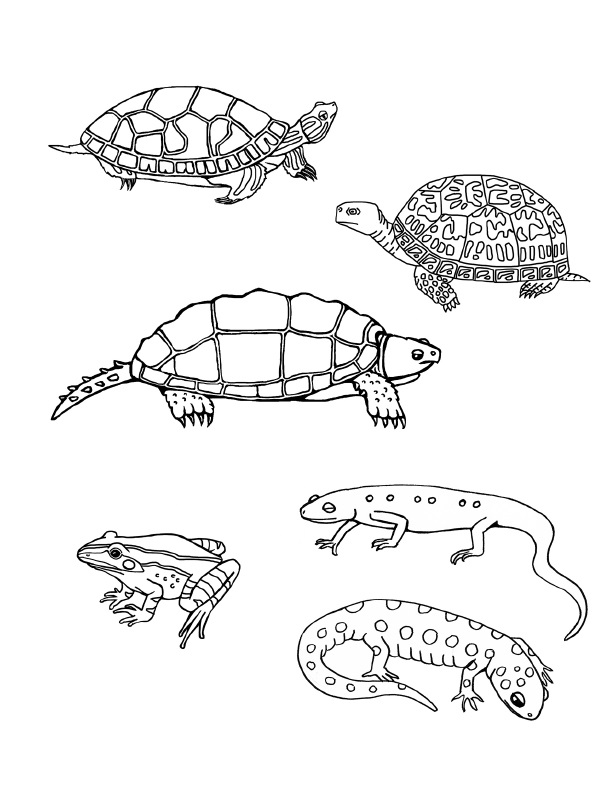 farvebog til reptiler, der kan udskrives og males online