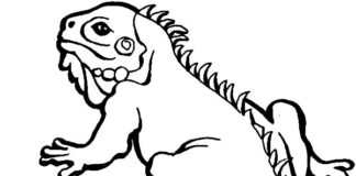 Malowanka i kolorowanka iguana do druku dla dzieci online