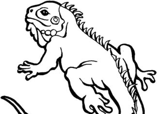 Paint and color iguana printable coloring book for kids online