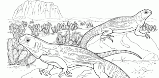 On the rocks - coloring book lizards warans printable online