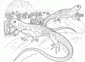 On the rocks - livro de colorir lagartos warans para imprimir online