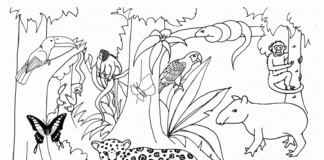 Jungle - rainforest coloring book to print online