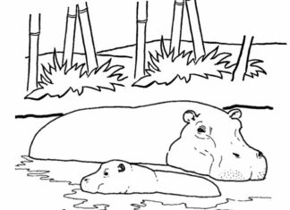 page à colorier nageant dans l'eau avec des hippopotames, à imprimer pour les enfants