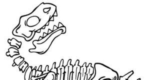 folha para colorir esqueleto de dinossauro imprimível para crianças