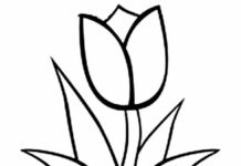 tulipán para colorear imprimible para niños