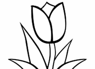kolorowanka tulipan do druku dla dzieci
