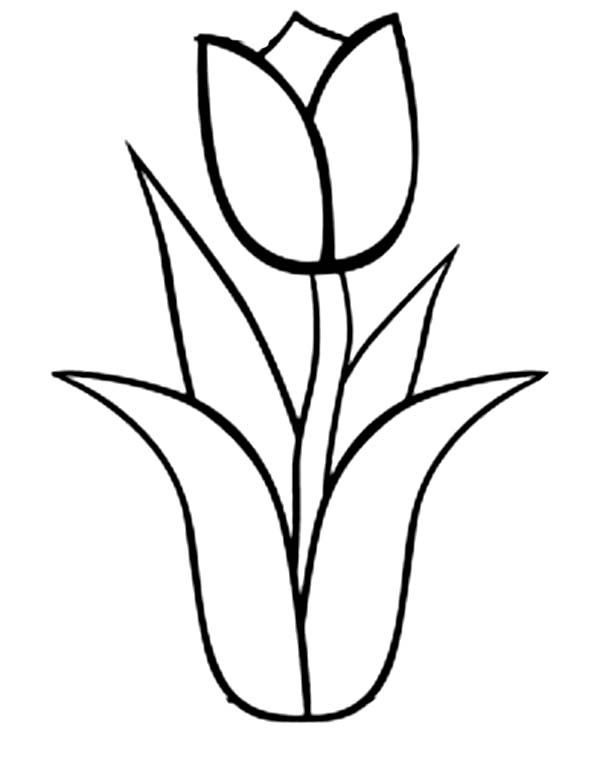 tulipano da colorare stampabile per bambini