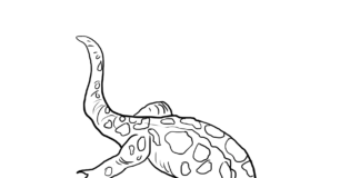Online coloring book with gecko to print