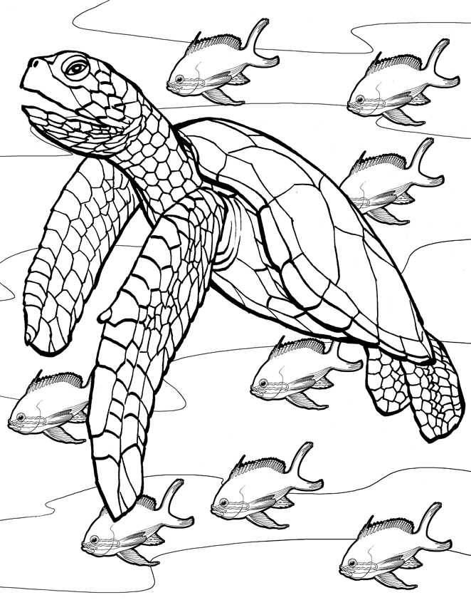 malebog med havskildpadder til udskrivning