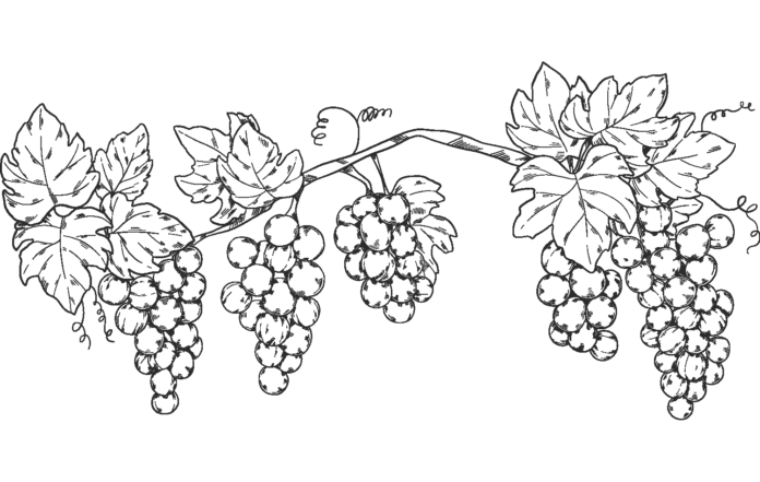 krzew winorośl kolorowana online