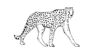 ジャングルの豹 印刷用塗り絵