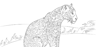 tiger with cents coloring book to print