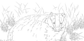 winter sleep of the badger coloring book online
