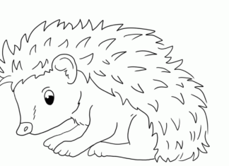 animal with spikes coloring book to print