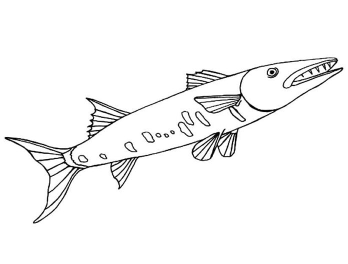 drapieżna ryba kolorowanka