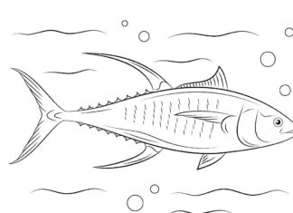 pesce di mare predatore da colorare libro online