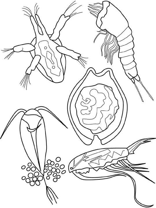 coloring book plankton to print online