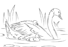 swan family coloring book online