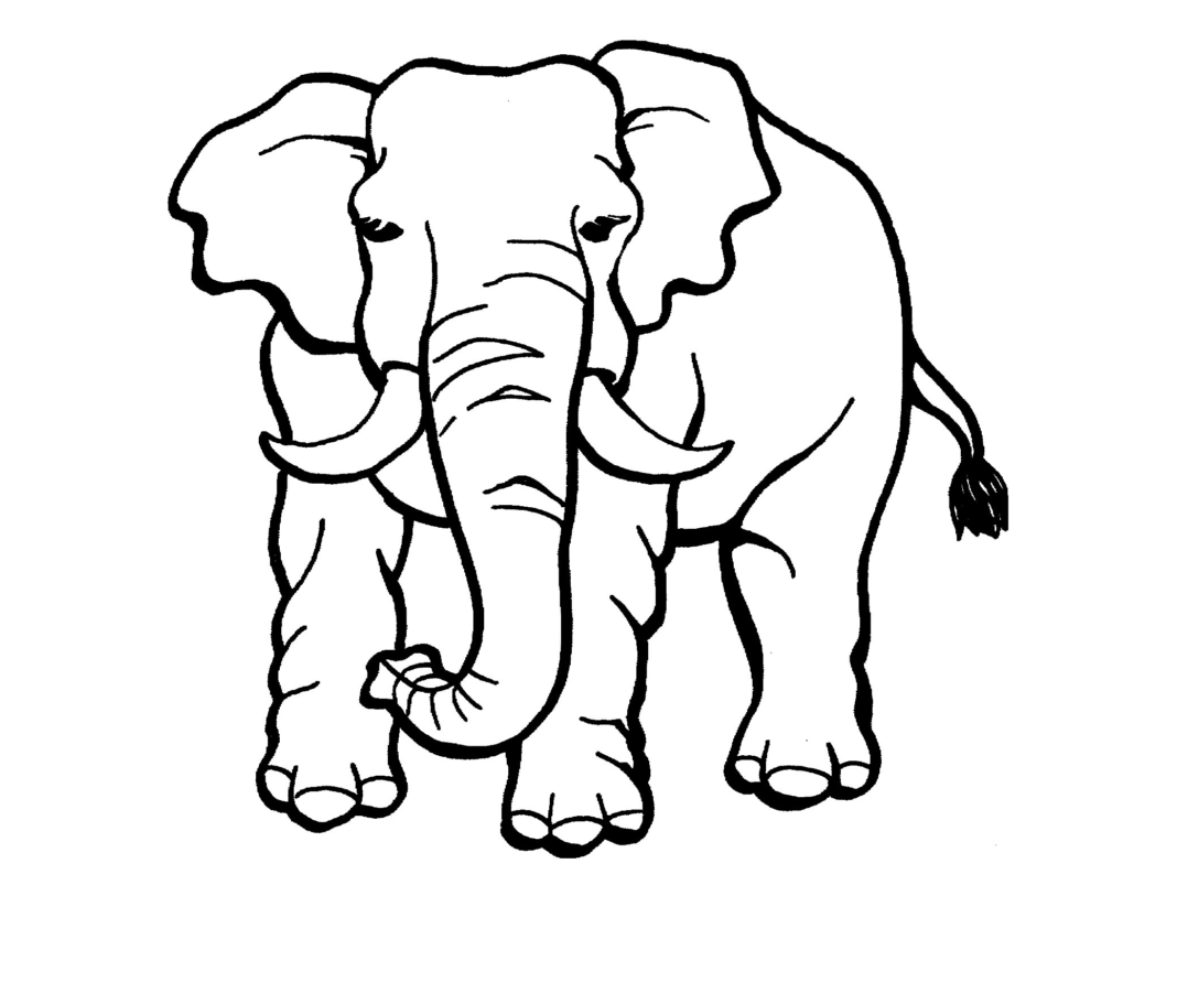 world's largest animal coloring book online