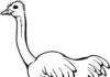 Největší pták na světě - omalovánky online