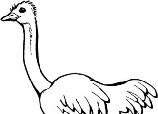 największy ptak na ziemi kolorowanka online