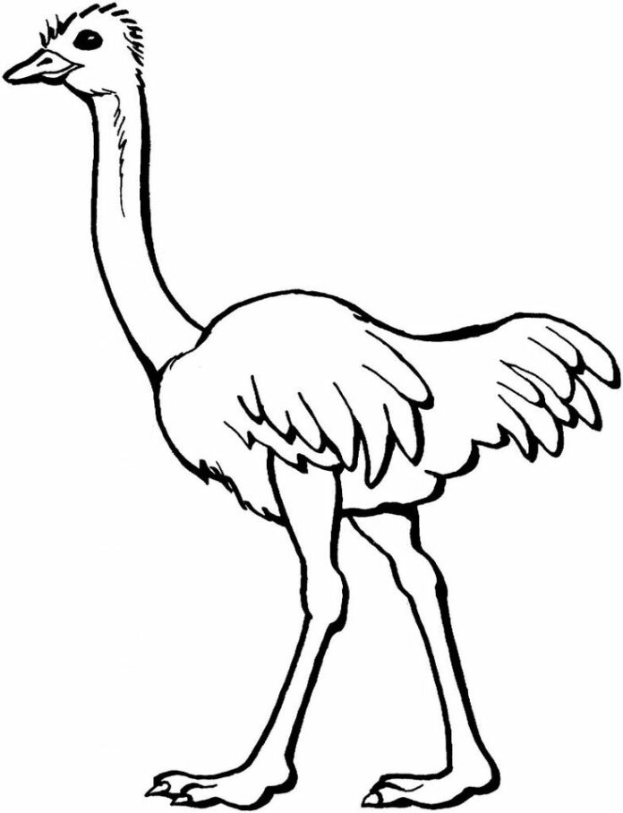 le plus grand oiseau sur terre livre de coloriage en ligne