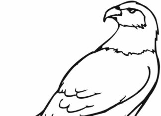 eagle before attack coloring book online