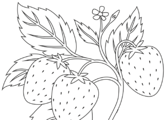 fruit on a twig coloring book online