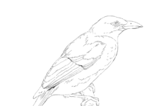 ave em um livro de coloração de galhos online