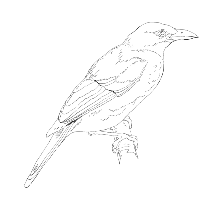 bird on a branch coloring book online