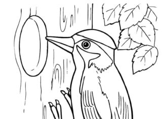 libro para colorear de un pájaro en un árbol en línea