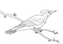 woodpecker on a branch coloring book online