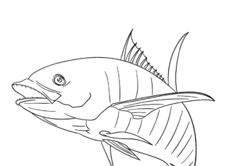 フィンの長い魚の塗り絵オンライン
