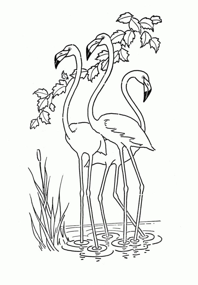 flock of flamingos coloring book online