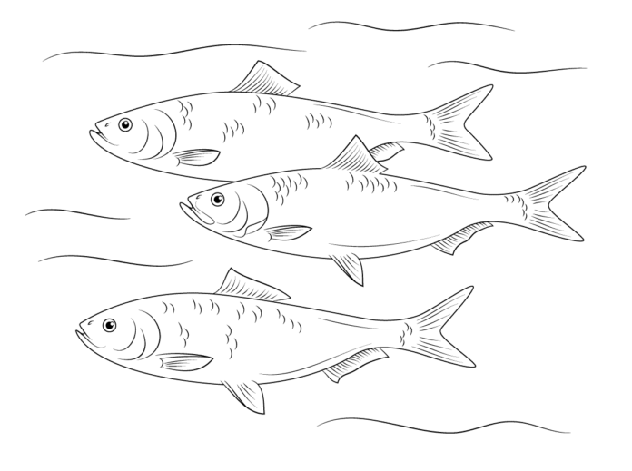 flock of fish underwater coloring book online