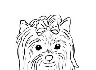york with a bow coloring book online