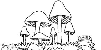 Livre de coloriage en ligne Champignons dans la forêt