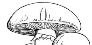 Online coloring book Mushrooms