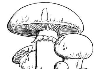 Online coloring book Mushrooms