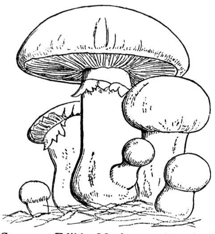 Livro colorido on-line Cogumelos