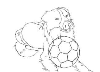 Online coloring book Border collie and ball