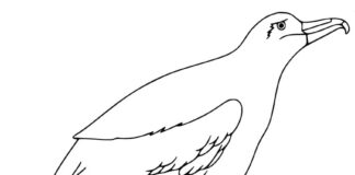 Online coloring book Albatross on the grass